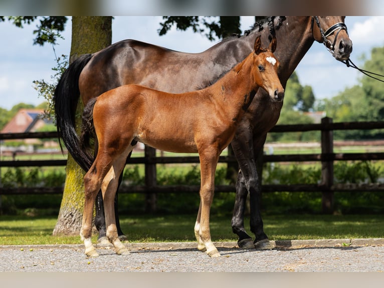 Hanovrien Étalon Poulain (06/2025) Bai in Bocholt