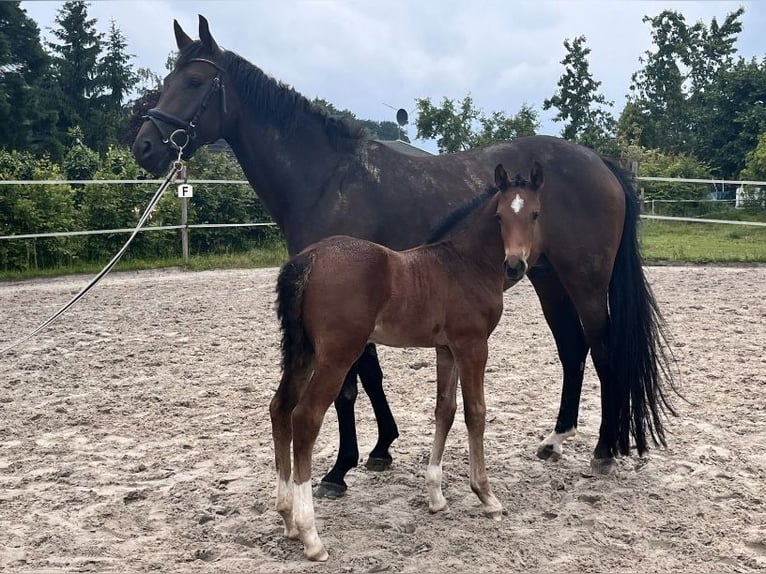 Hanovrien Étalon Poulain (04/2025) Bai in Elze