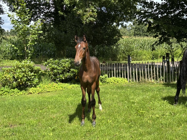 Hanovrien Étalon Poulain (04/2025) Bai in Hoogstede