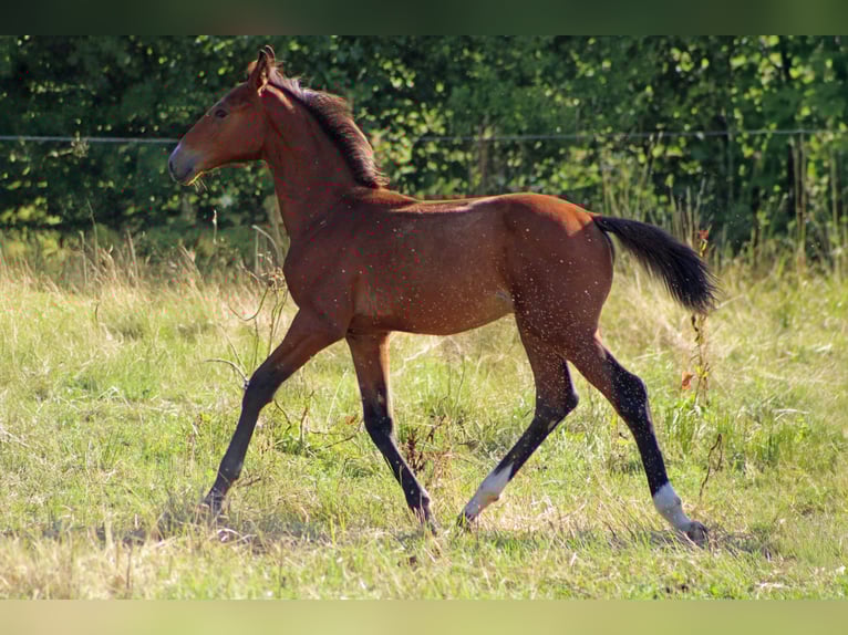 Hanovrien Étalon Poulain (03/2025) Bai clair in Gleichen