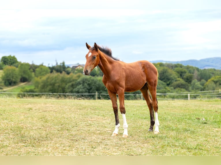 Hanovrien Étalon Poulain (04/2025) Bai in Windeck