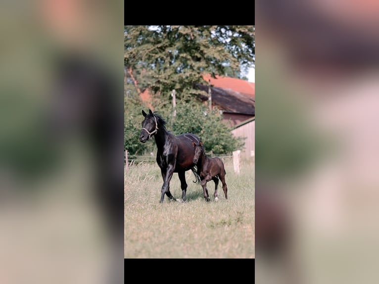Hanovrien Étalon Poulain (05/2026)  in Scheeßel
