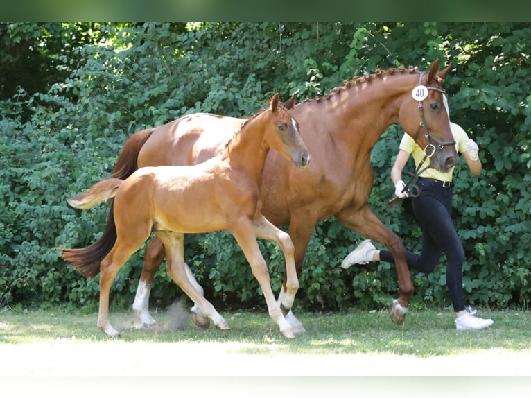 Hanovrien Étalon Poulain (04/2024) in Clenze