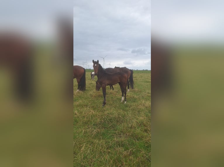 Hanovrien Étalon Poulain (03/2025) in Dornum Nesse