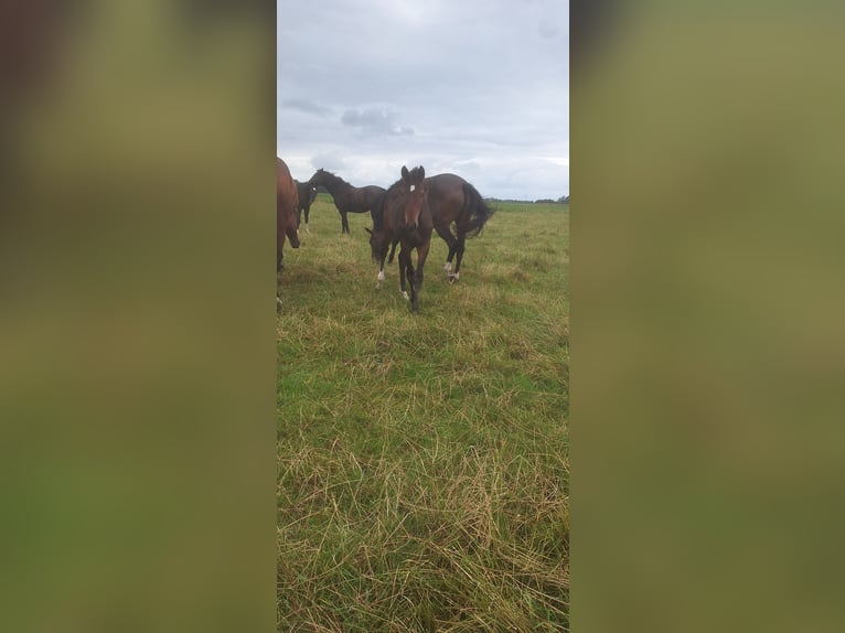 Hanovrien Étalon Poulain (03/2025) in Dornum Nesse