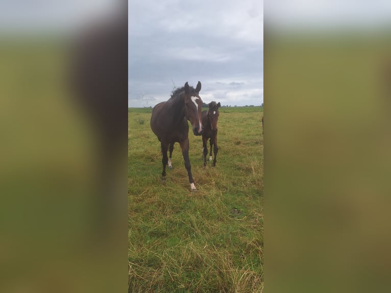 Hanovrien Étalon Poulain (03/2025) in Dornum Nesse