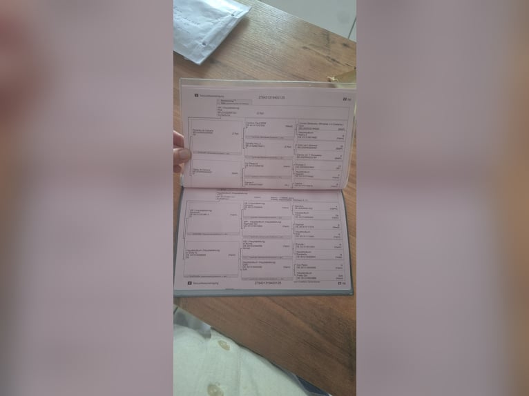 Hanovrien Étalon Poulain (03/2025) in Dornum Nesse