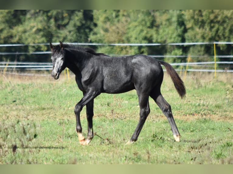 Hanovrien Étalon Poulain (05/2025) Gris in Chateau Larcher