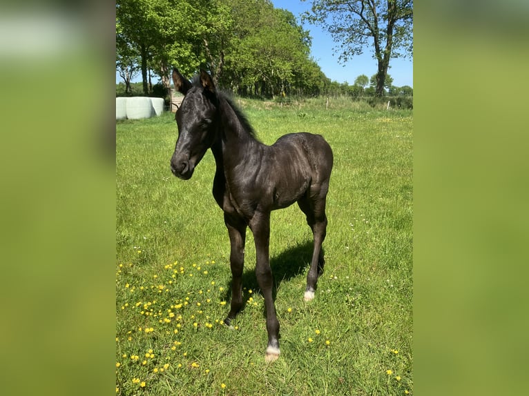 Hanovrien Étalon Poulain (05/2026) Noir in Friedeburg