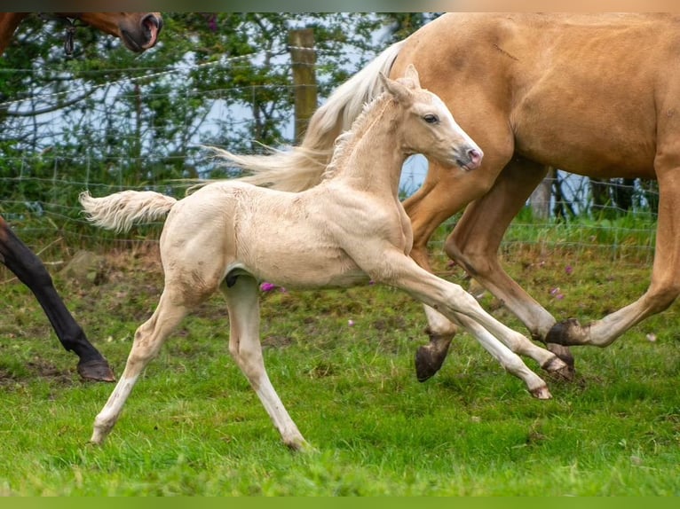 Hanovrien Croisé Étalon Poulain (06/2024) Palomino in Derbyshire