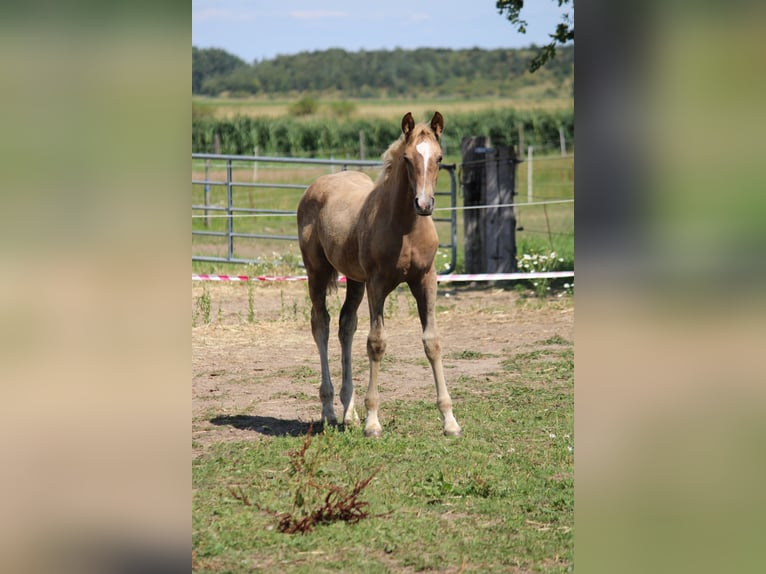 Hanovrien Étalon Poulain (05/2026) Palomino in Hohenhameln