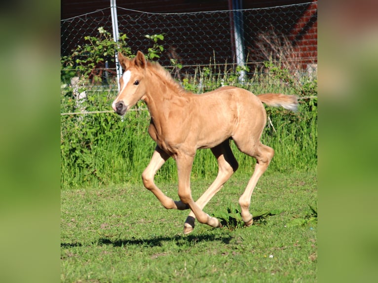Hanovrien Étalon Poulain (05/2026) Palomino in Hohenhameln