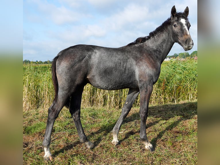 Hanovrien Étalon Poulain (02/2025) Peut devenir gris in Bramstedt