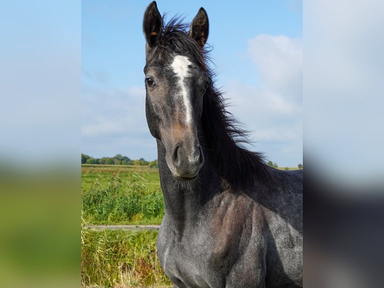 Hanovrien Étalon Poulain (02/2025) Peut devenir gris in Bramstedt