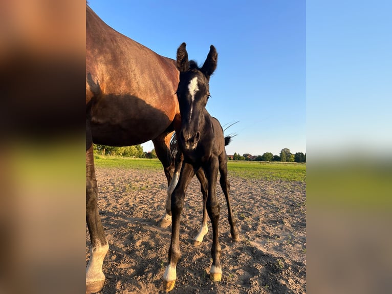 Hanovrien Étalon Poulain (06/2024) Peut devenir gris in Garbsen