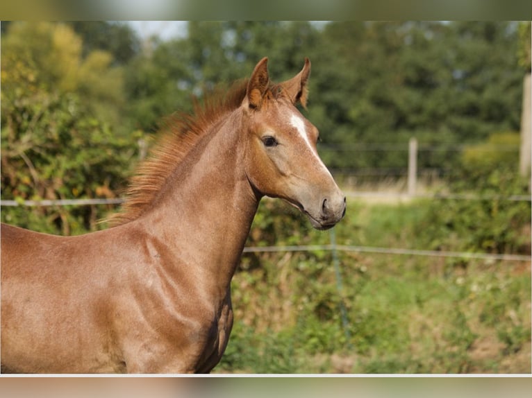 Hanovrien Étalon Poulain (04/2025) Peut devenir gris in Fu&#xDF;g&#xF6;nheim