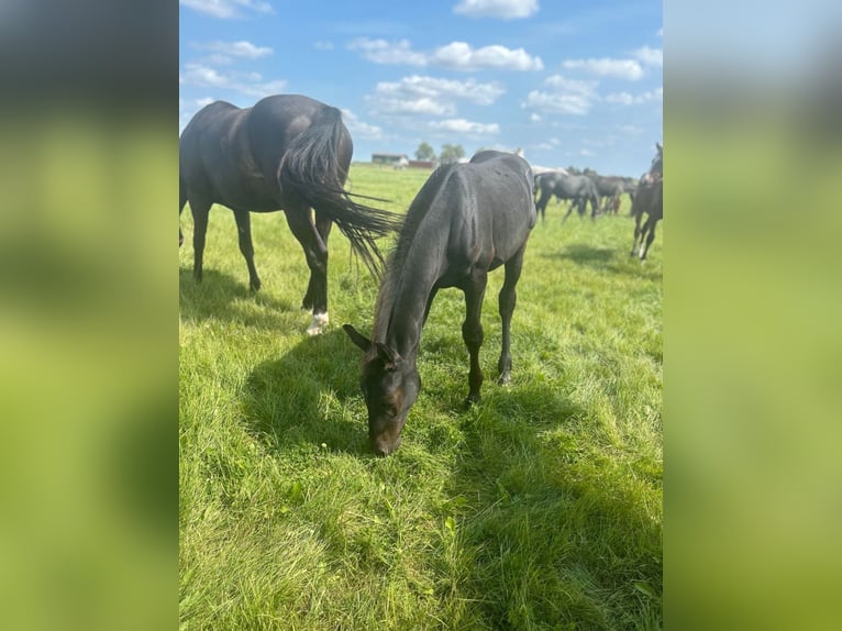 Hanovrien Étalon Poulain (05/2024) Peut devenir gris in Königslutter am Elm