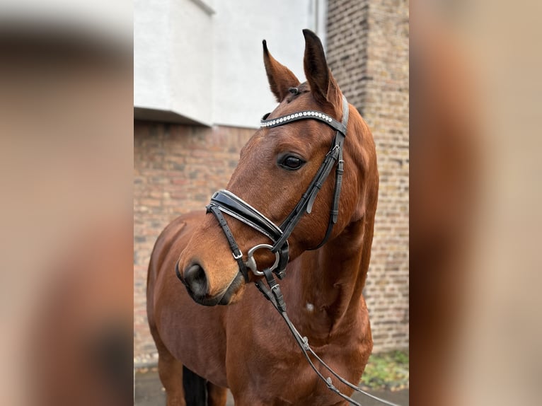 Hanovrien Hongre 10 Ans 160 cm Bai in Niederkassel