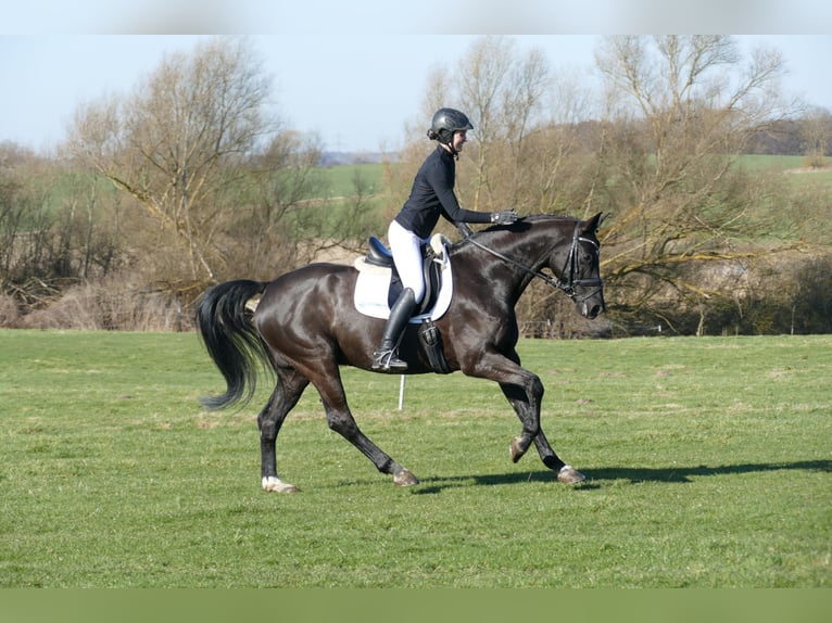 Hanovrien Hongre 10 Ans 162 cm Noir in Ganschow