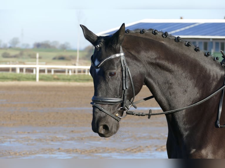 Hanovrien Hongre 10 Ans 162 cm Noir in Ganschow