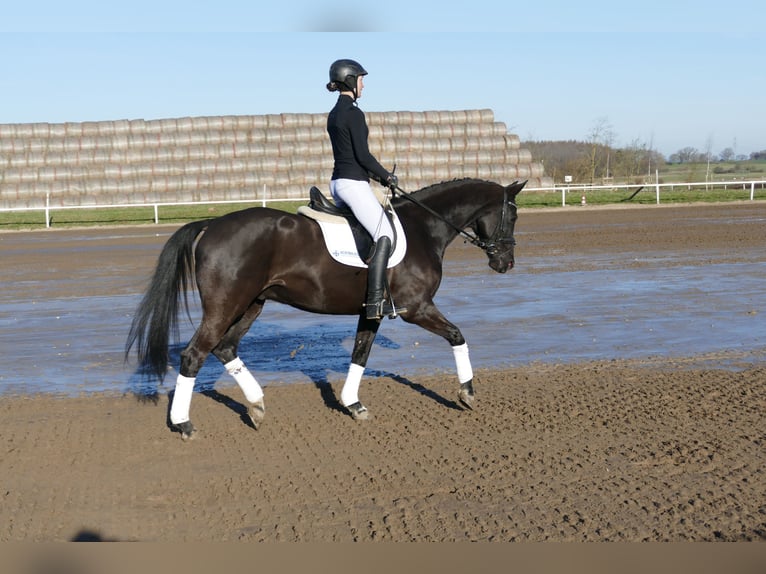 Hanovrien Hongre 10 Ans 162 cm Noir in Ganschow