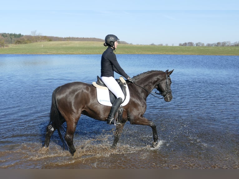Hanovrien Hongre 10 Ans 162 cm Noir in Ganschow