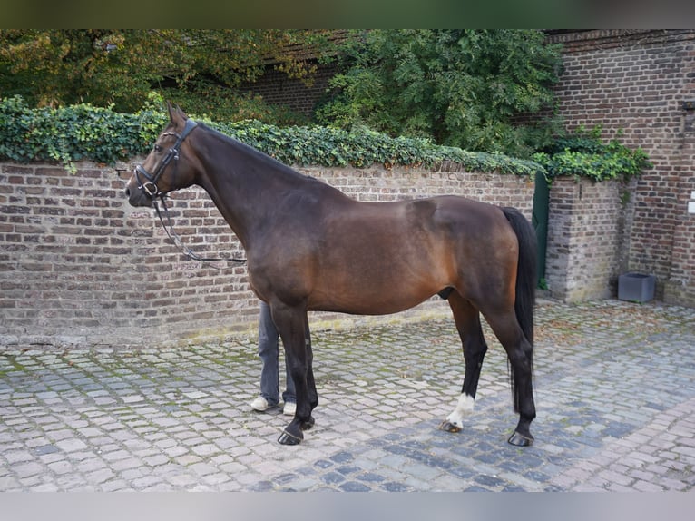 Hanovrien Hongre 10 Ans 163 cm Bai brun foncé in Köln