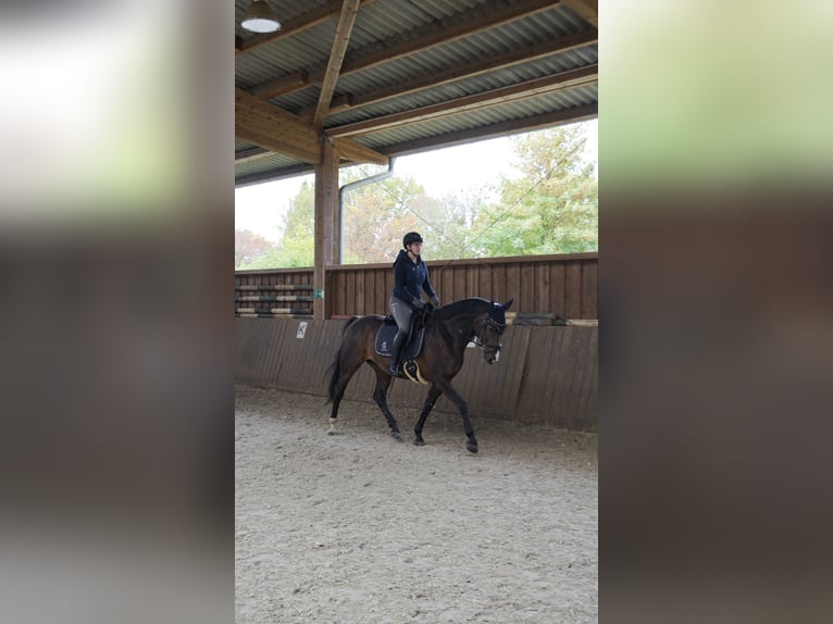 Hanovrien Hongre 10 Ans 163 cm Bai brun foncé in Köln