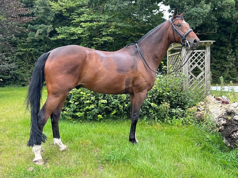 Hanovrien Hongre 10 Ans 164 cm Bai clair in Hamburg