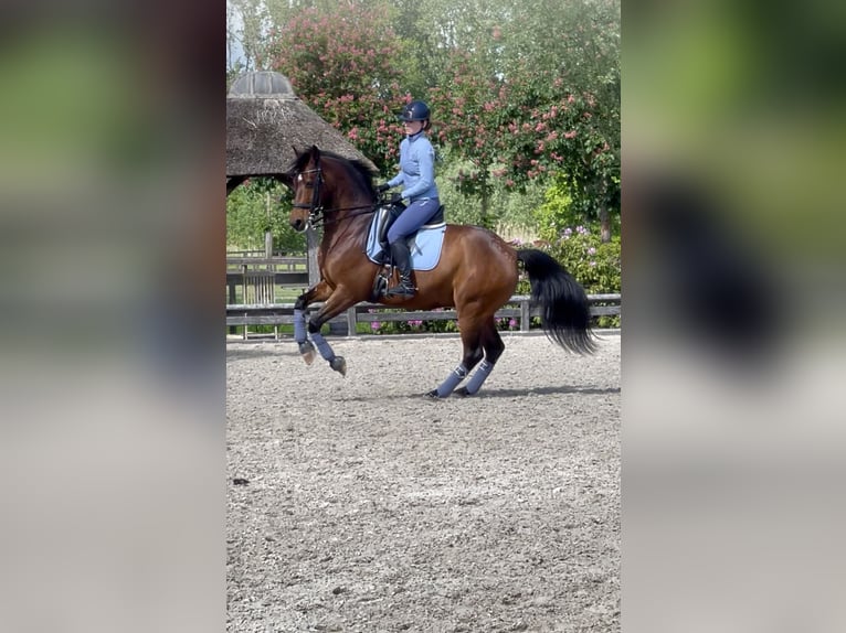 Hanovrien Hongre 10 Ans 165 cm Bai cerise in Schijndel