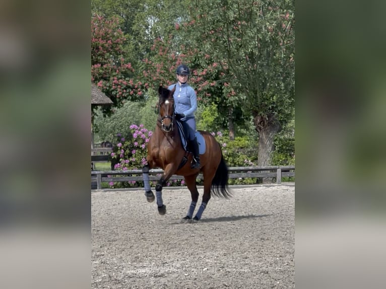 Hanovrien Hongre 10 Ans 165 cm Bai cerise in Schijndel