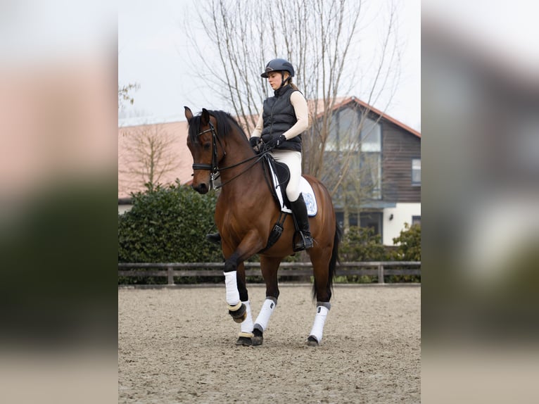 Hanovrien Hongre 10 Ans 165 cm Bai cerise in Schijndel