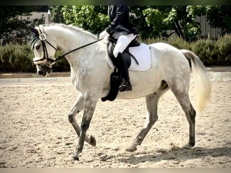 Hanovrien Hongre 10 Ans 165 cm Gris pommelé in Dallgow-D&#xF6;beritzDallgow-D&#xF6;beritz