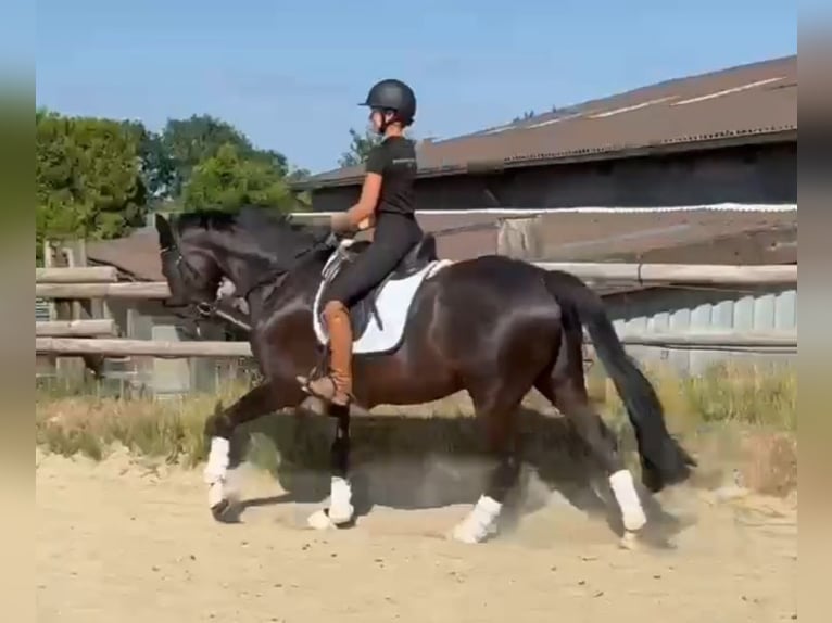 Hanovrien Hongre 10 Ans 165 cm Noir in Mülheim an der Ruhr