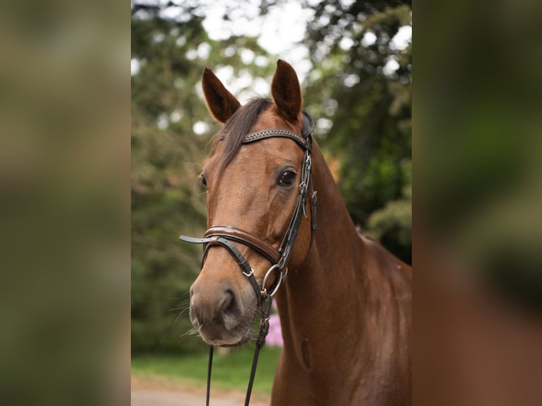 Hanovrien Hongre 10 Ans 167 cm Alezan brûlé in Stolzenau