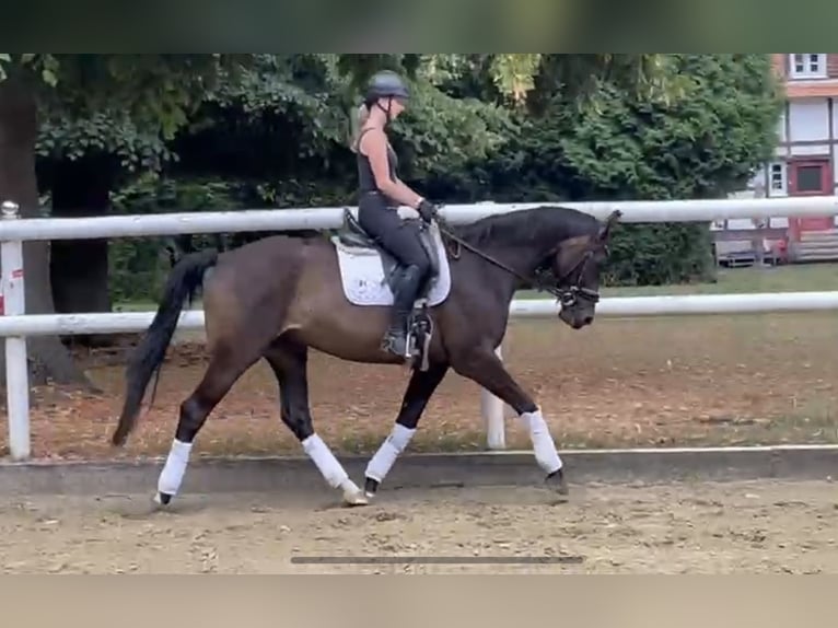 Hanovrien Hongre 10 Ans 167 cm Bai brun in Hamm