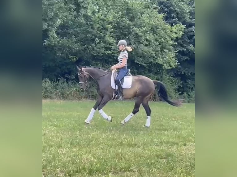 Hanovrien Hongre 10 Ans 167 cm Bai brun in Hamm