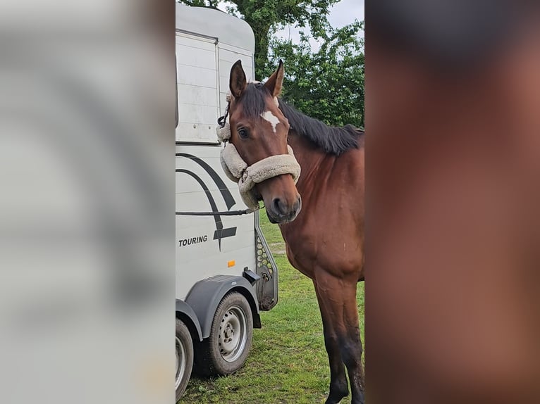 Hanovrien Hongre 10 Ans 167 cm Bai in Krumstedt