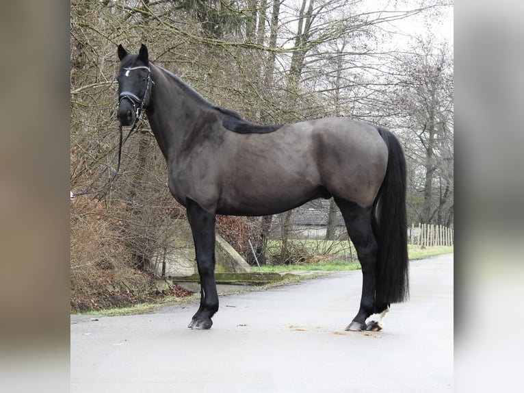 Hanovrien Hongre 10 Ans 167 cm Noir in Verl