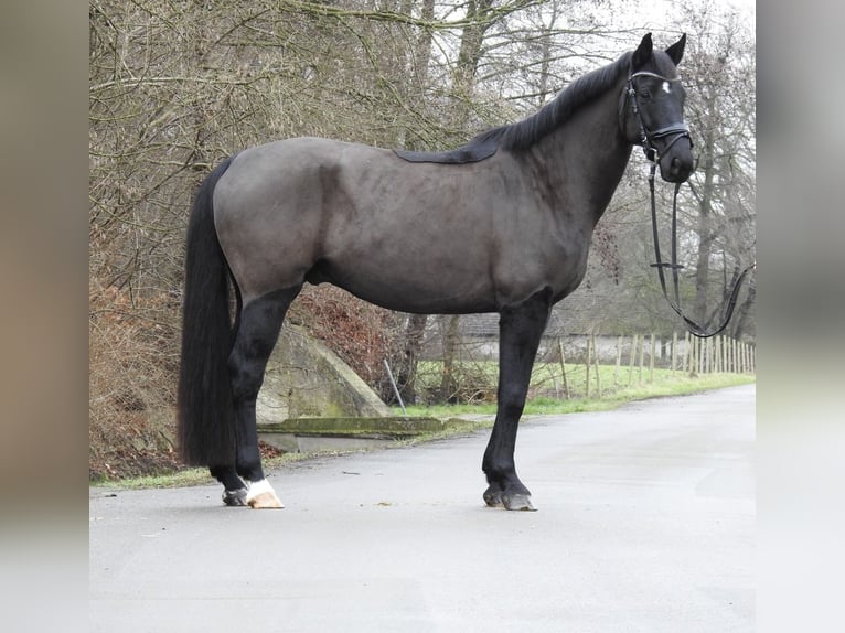 Hanovrien Hongre 10 Ans 167 cm Noir in Verl