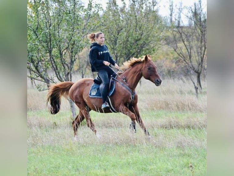 Hanovrien Hongre 10 Ans 168 cm Alezan brûlé in Erd&#x151;b&#xE9;nye