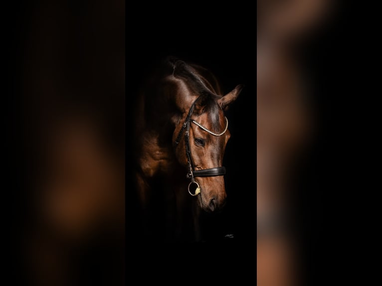 Hanovrien Hongre 10 Ans 168 cm Bai brun in Reilingen
