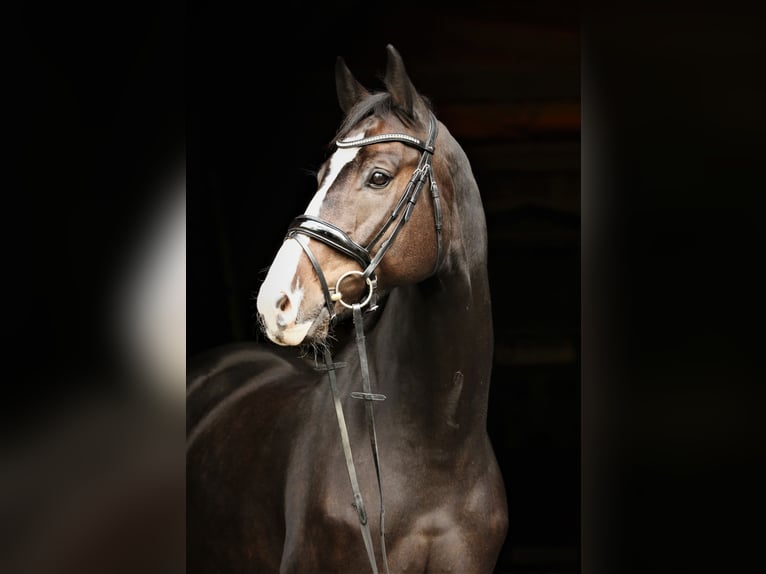 Hanovrien Hongre 10 Ans 168 cm Bai in Landesbergen