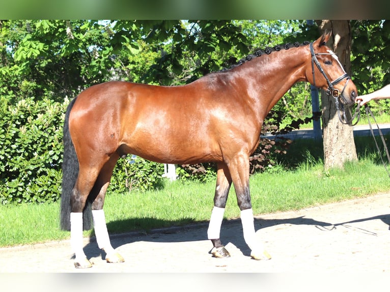Hanovrien Hongre 10 Ans 168 cm Bai in Selsingen