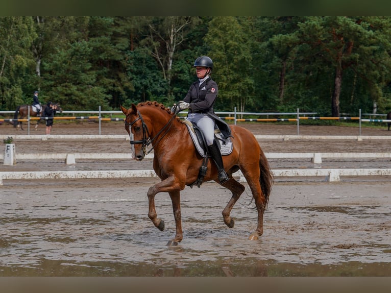Hanovrien Hongre 10 Ans 169 cm Alezan in Schwanewede