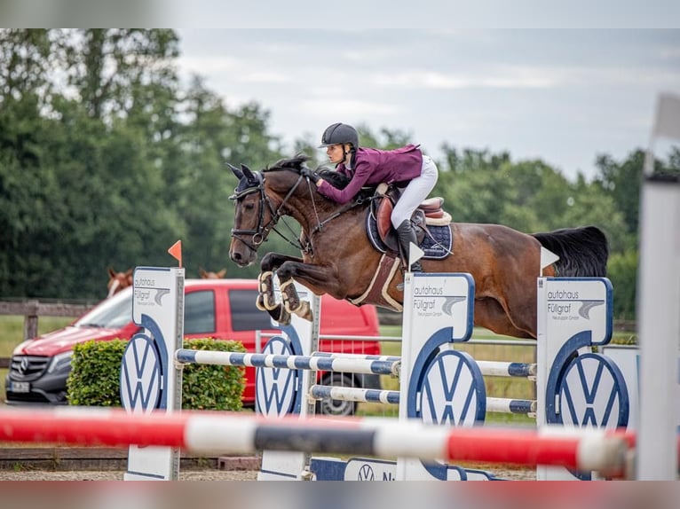 Hanovrien Hongre 10 Ans 169 cm Bai brun in Bremervörde