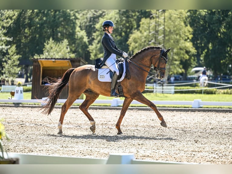 Hanovrien Hongre 10 Ans 170 cm Alezan brûlé in Hagen im Bremischen