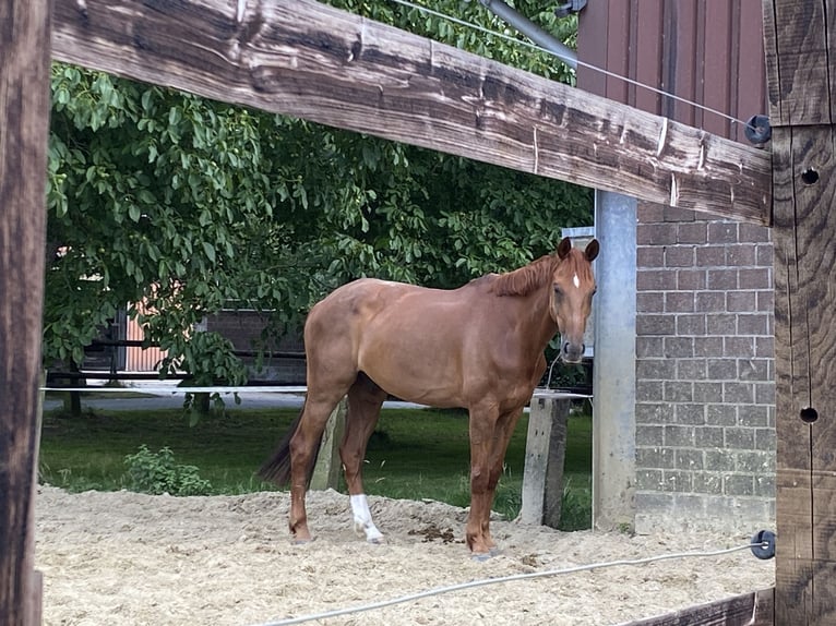 Hanovrien Hongre 10 Ans 170 cm Alezan in Tönisvorst