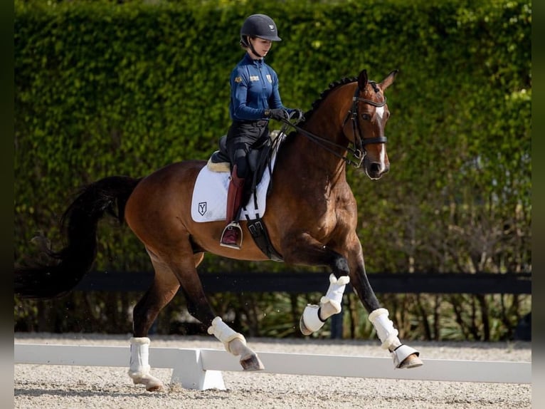 Hanovrien Hongre 10 Ans 170 cm Bai cerise in Wellington