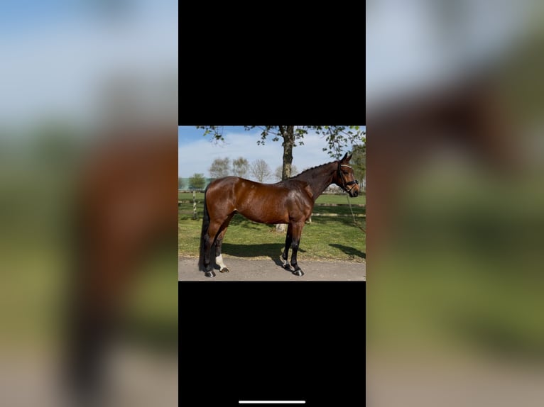 Hanovrien Hongre 10 Ans 170 cm Bai in Weyhe